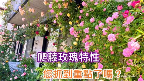 爬藤玫瑰種植|【新手變達人】如何讓爬藤玫瑰增花量，枝條誘引、修剪等等的問。